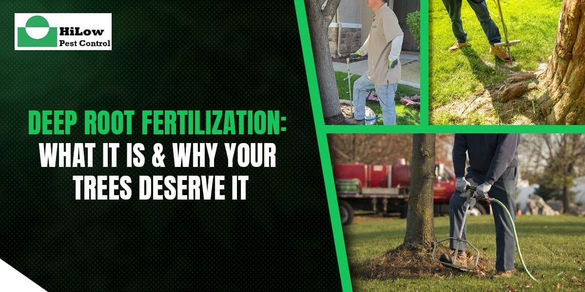 Deep Root Fertilization: What It Is & Why Your Trees Deserve It
