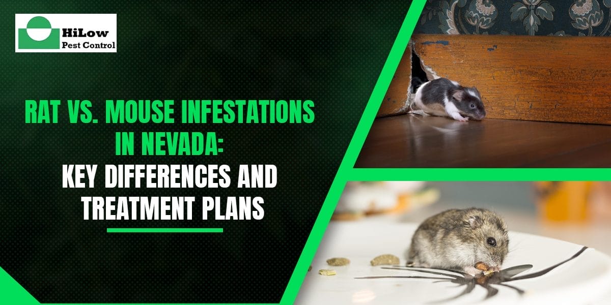 Rat vs. Mouse Infestations in Nevada: Key Differences and Treatment Plans