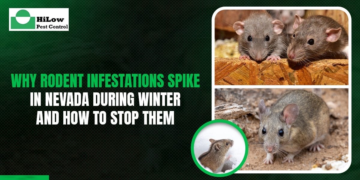 Why Rodent Infestations Spike in Nevada During Winter—and How to Stop Them
