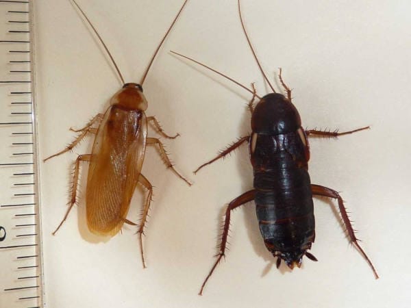 Cockroach Control and Prevention in Reno