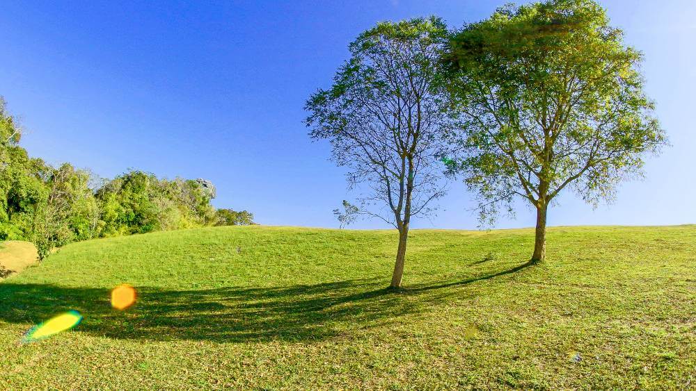 When Is The Best Time For Tree Injections?