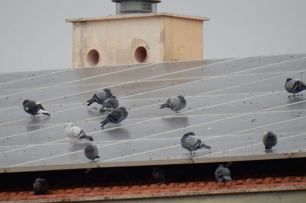 hilow-services-pest-control-pigeon-solar-panel-birds-roof-1024×768-1-q2rn3wnby3sj804zufe4lab0s9g7vaokomq7dvprio
