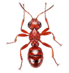 Ant