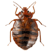 Bed Bug