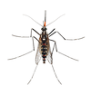 Mosquito
