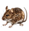 Rodent