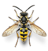 wasp