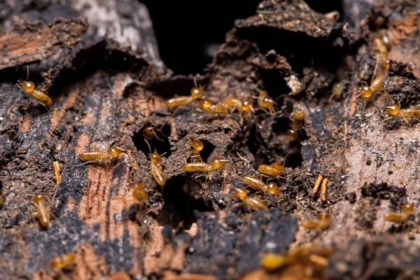 Termite eating wood