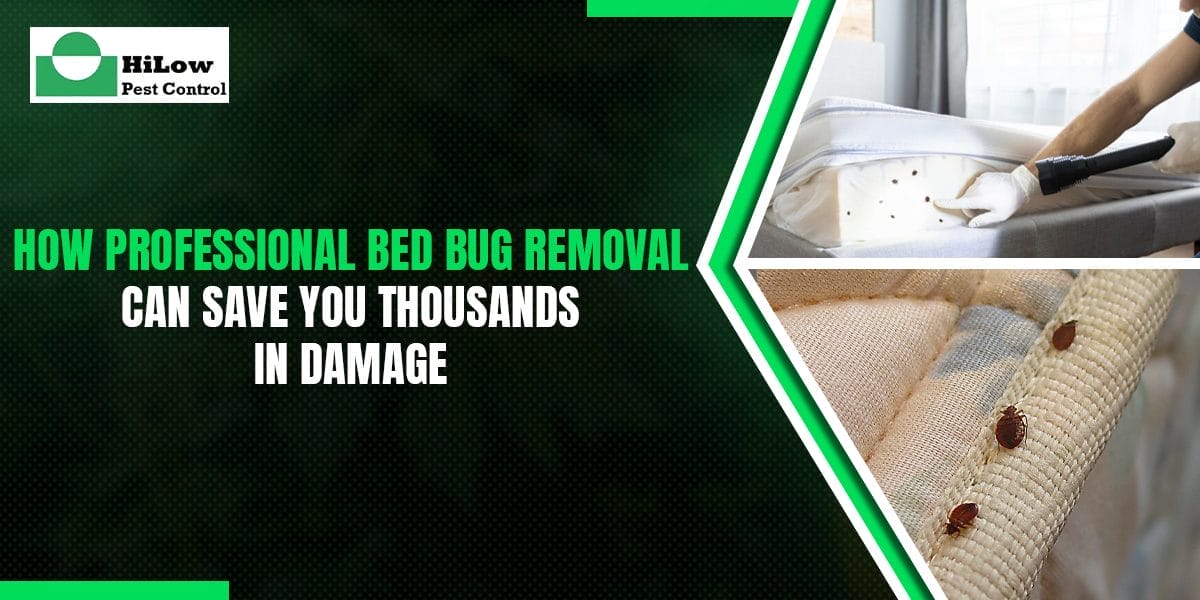 How Professional Bed Bug Removal Can Save You Thousands in Damage professional bed bug removal