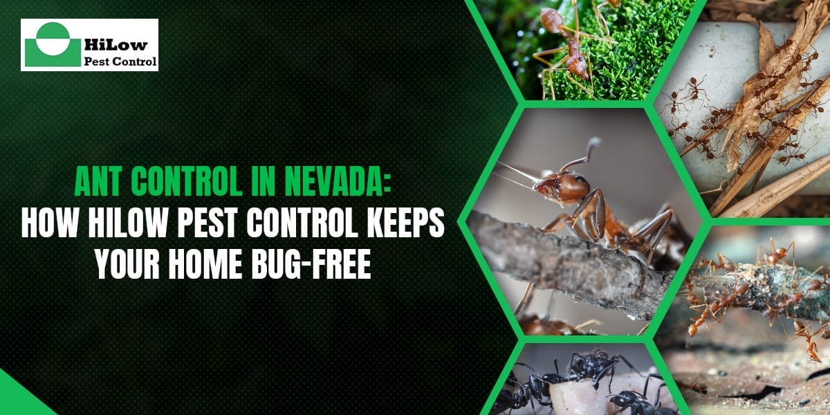 ant control in Nevada